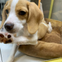 beaglehouse avatar