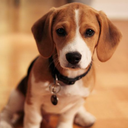 beaglesnews avatar