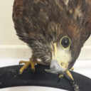 beaksandtalons avatar