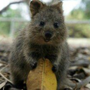 beamertonschemerton avatar