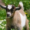 beandrawsthingss avatar