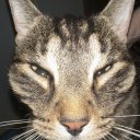 beaniethebeanster avatar