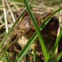 beanofknowledge avatar