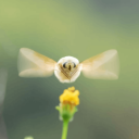 beansfrombeans avatar