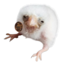 beanswithbones avatar