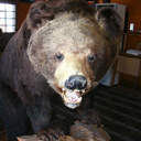 bear-cub-lover avatar