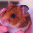 bear-pattern-hamster avatar