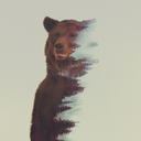 bear-withbeard avatar
