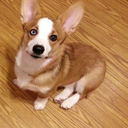 bearandapuppy avatar