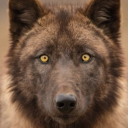 bearbarks avatar