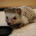 bearded-hamster avatar