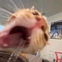 beardedbananajellyfish avatar