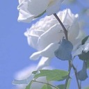 beardedblizzardexpert avatar