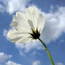 beardedexperttoadfreak avatar