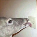 beardedlandvoid avatar