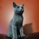 beardednightdeer avatar