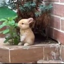 beardedtreecherryblossom avatar