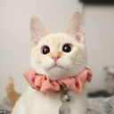 bearer-of-the-curse avatar