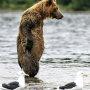 bearing-around avatar