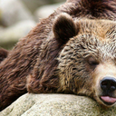 bearlove91 avatar
