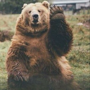 bearlytherebear avatar