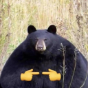 bearmaxxing avatar