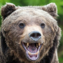 bears-are-friends avatar