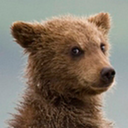 bearsstealingshit avatar