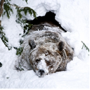 bearycoolbear avatar