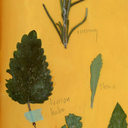 beastgrrlcollective avatar