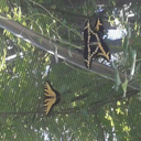 beatific-runes avatar