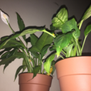 beatles-birds avatar