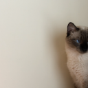 beatrizjournal avatar