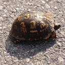 beaumontcannonball avatar