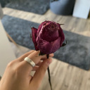 beautebosniaque avatar