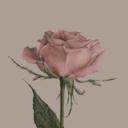 beautiful-lies9 avatar