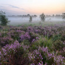 beautiful-surroundings avatar