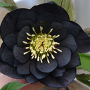 beautiful-things-make-me-ha-blog avatar