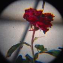 beautiful-tragedies avatar