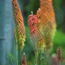 beautifulangelica-blog avatar