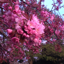 beautifulashton avatar