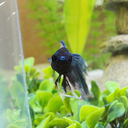 beautifulbetta avatar