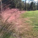 beautifulcopbiscuitsoul avatar