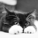 beautifuldisasterandyounglove avatar