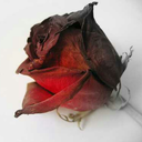 beautifuldreamer98 avatar