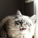 beautifulduckweed avatar