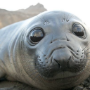 beautifulelephantsealsunrise avatar