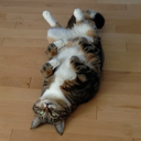 beautifulhaiku avatar