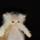 beautifulkoalawizard avatar