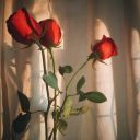 beautifullxlover avatar